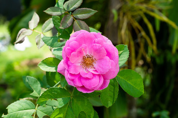 Pink of Damask Rose flower.