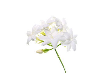 Close up of jasmine flower.