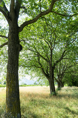 Fototapeta na wymiar lovely summertimne oaks in line in a golden meadow with tall grass