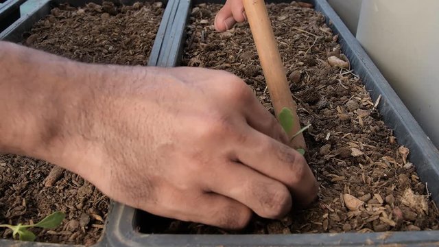 close up of hand unrecognizable farmer planting green seedling into soil
