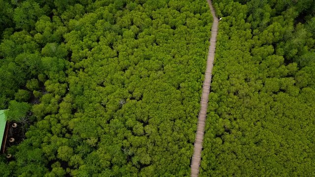 Aerial view, Viewpoint of Mangroves in Tung Prong Thong or Golden Mangrove Field at Estuary Pra Sae, Rayong, Thailand. panning shot low to high