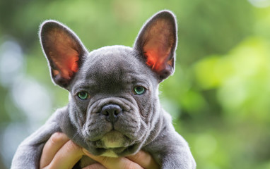 the portrait of a very young french bulldog

