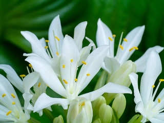 Cardwell lily or Northern christmas lily flower