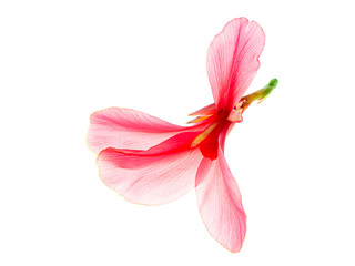 Fototapeta na wymiar Pink Indian shot flower