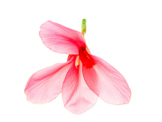 Fototapeta na wymiar Pink Indian shot flower