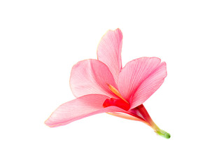 Pink Indian shot flower