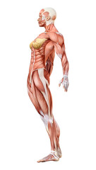 3D Rendering Female Anatomy Figure on White