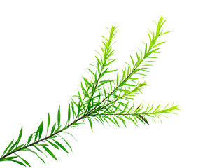Melaleuca bracteata leaves.