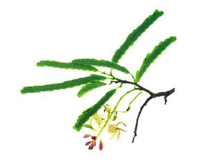 Tamarind flower with leaves