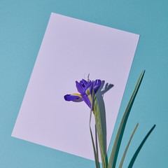 Purple iris flower on a white copy space on a blue paper background. Card. Flat lay