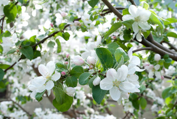 apple blossom orchard