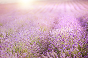 Sunset over a violet lavender field.