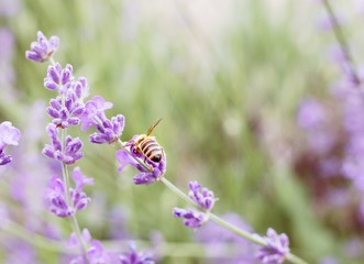 Small bee and violet flowers over the sunset lavender field in Provence, France.