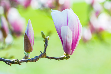 Obraz premium pink magnolia flower on a tree closeup