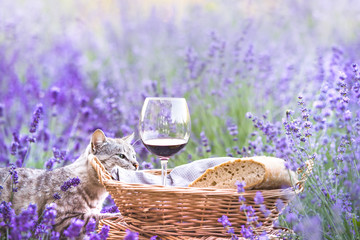 Red wine bottle and wine glass. Bottle of wine against lavender landscape. Blue sky over lavender field in Provence, France.
