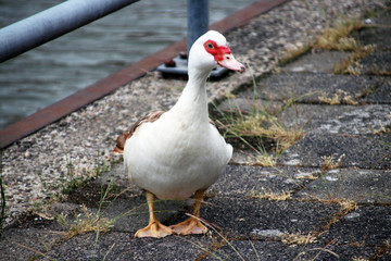 Muscovy mute duck along the riverside of the Hollandse IJssel in IJsselstein the Netherlands