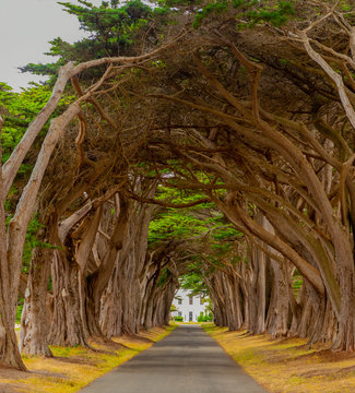 Cypress tree tunnel