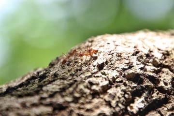 Ants are climbing on trees.