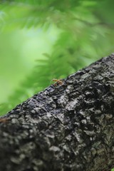 Ants are climbing on trees.