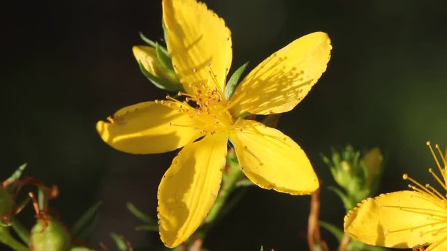 Medicinal plant Hypericum wort in the evening rays of the Sun
