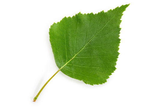 Birch leaf closeup on a white background
