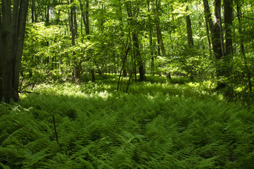 Naklejka premium Appalachian Trail Pennsylvania Forest Scene