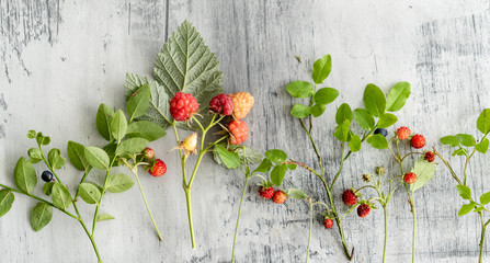 forest berries with leaves