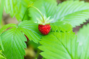 Stem of wild strawberry with single ripe berry close-up