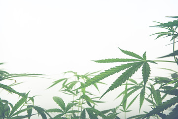 Cannabis white background.