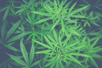 Cannabis background.