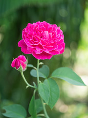 Dark pink of Damask Rose flower.