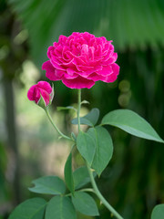 Dark pink of Damask Rose flower.