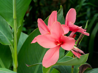 Obraz premium Pink Indian shot flower