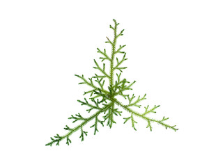 Creeping Club Moss