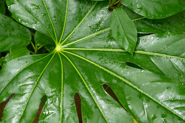 ふるさとの緑豊かな里山2