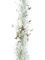 Close up Blady grass on white background
