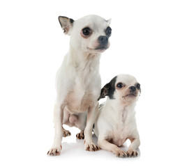 young chihuahua in studio