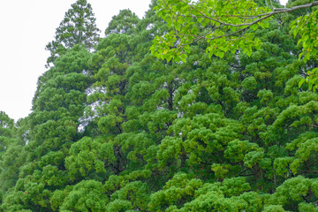 Obraz premium ふるさとの緑豊かな里山3