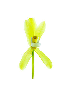 Yellow Cymbidium finlaysonianum flower.
