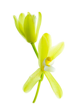 Yellow Cymbidium finlaysonianum flower.