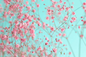 Dry pink baby's breath flowers against a teal background