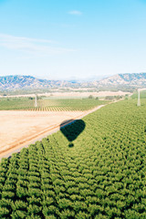 Hot Air Ballon Shadow