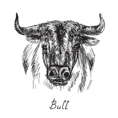Black bull portrait, hand drawn ink doodle, sketch, vector black and white illustration