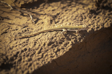 Lizard in the singing barkhan. Reptile in a moving barkhan