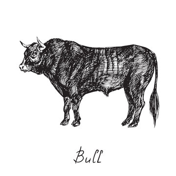 Black bull profile standing, hand drawn ink doodle, sketch, vector black and white illustration