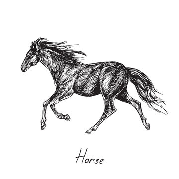 Black horse running profile, hand drawn ink doodle, sketch, vector black and white illustration