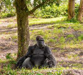 The gorilla sits near a tree, looks away.