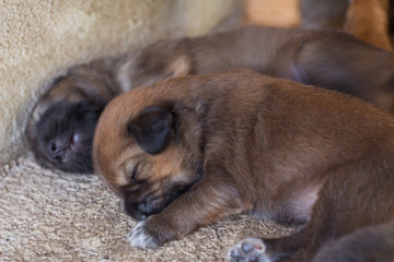 Puppy new born one newborn Bangkaew Thai dog