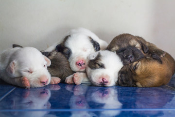 6 cute puppies are falling asleep