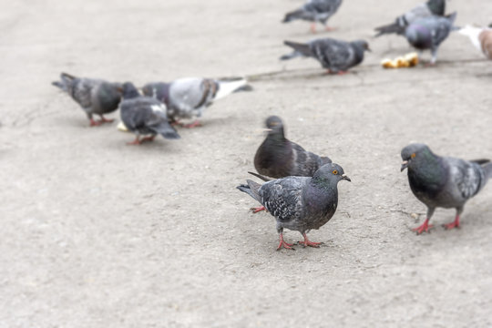 Several pigeons on the asphalt in the city park